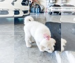 Small Photo #19 Great Pyrenees Puppy For Sale in MCALLEN, TX, USA