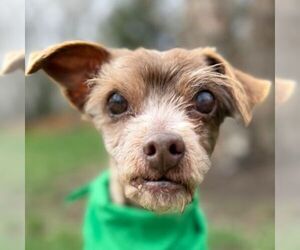 Shih Tzu-Unknown Mix Dogs for adoption in Arlington, VA, USA