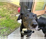 Small #1 Labrador Retriever