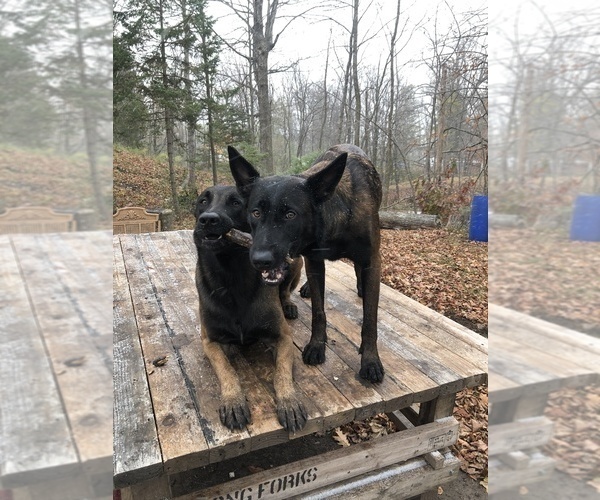 Medium Photo #6 Belgian Malinois Puppy For Sale in CASCADE, WI, USA