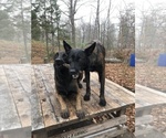 Small Photo #6 Belgian Malinois Puppy For Sale in CASCADE, WI, USA