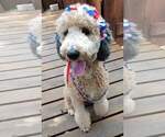 Small Photo #10 Goldendoodle Puppy For Sale in FLETCHER, NC, USA