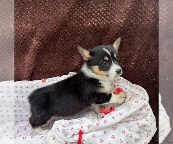 Medium Photo #2 Pembroke Welsh Corgi Puppy For Sale in ROCKVILLE, IN, USA