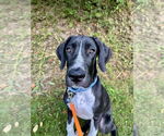 Small #1 Great Dane Mix