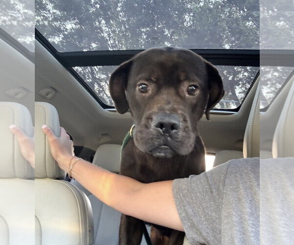 Medium Photo #3 Labrador Retriever-Unknown Mix Puppy For Sale in Houston, TX, USA