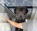 Small #2 Labrador Retriever Mix