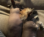 Small Photo #6 Chinese Crested Puppy For Sale in SOUTHERN PINES, NC, USA