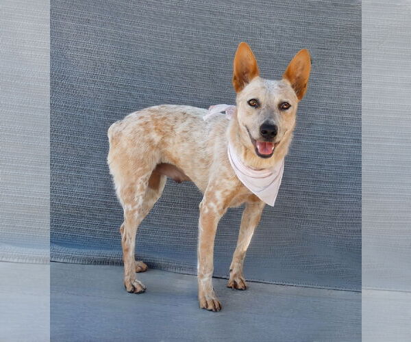 Medium Photo #2 Mutt Puppy For Sale in Pasadena, CA, USA