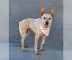 Small #1 Mutt