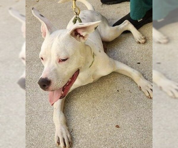 Medium Photo #2 Mutt Puppy For Sale in Royal Palm Beach, FL, USA