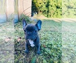 Small Photo #5 French Bulldog Puppy For Sale in YONKERS, NY, USA