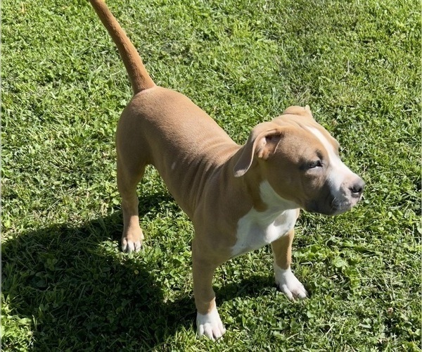 Medium Photo #3 American Bully Puppy For Sale in SALEM, IL, USA