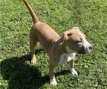 Small Photo #3 American Bully Puppy For Sale in SALEM, IL, USA