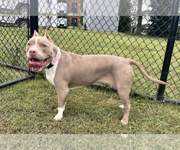 Medium Photo #4 American Pit Bull Terrier-Unknown Mix Puppy For Sale in Millersville, MD, USA