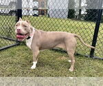 Small #3 American Pit Bull Terrier Mix