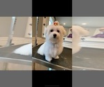 Small Photo #1 Maltese Puppy For Sale in HARRISONBURG, VA, USA