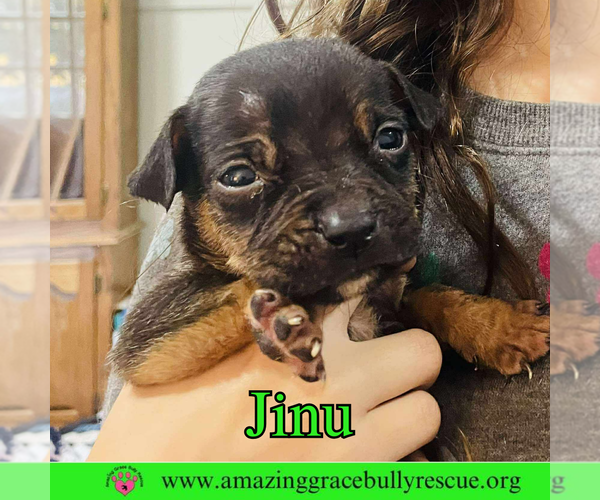 Medium Photo #1 Boxer-Unknown Mix Puppy For Sale in Pensacola, FL, USA