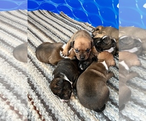 Staffordshire Bull Terrier Puppy for sale in MOSELEY, VA, USA