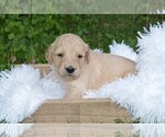 Small Photo #5 Goldendoodle Puppy For Sale in MIFFLINBURG, PA, USA