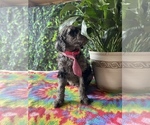 Small Photo #3 Poodle (Standard) Puppy For Sale in LANCASTER, PA, USA