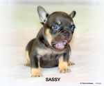 Puppy Sassy French Bulldog