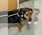 Small Rottweiler Mix