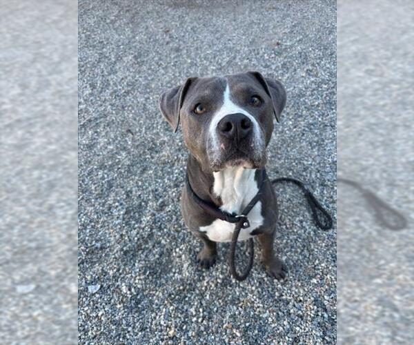 Medium Photo #2  Puppy For Sale in , 