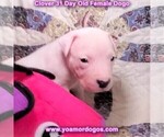 Small Photo #57 Dogo Argentino Puppy For Sale in JANE, MO, USA
