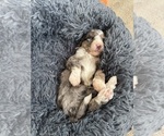 Small #15 Bernedoodle