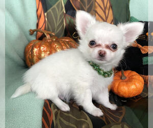 Chihuahua Puppy for sale in NEWVILLE, PA, USA