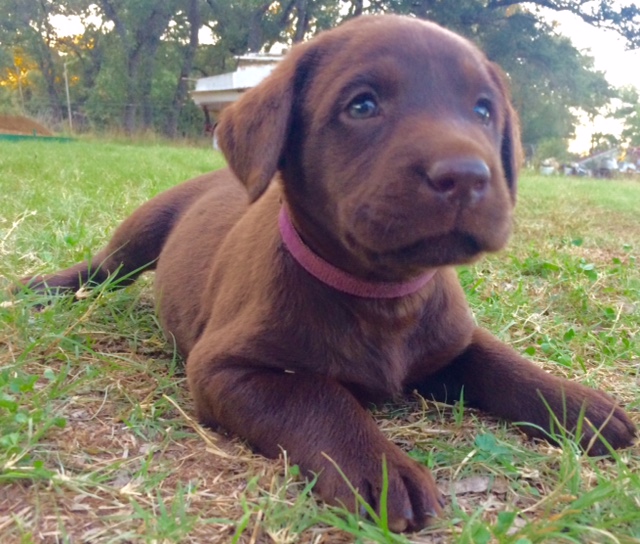 Medium Photo #1 Labrador Retriever Puppy For Sale in JARRELL, TX, USA