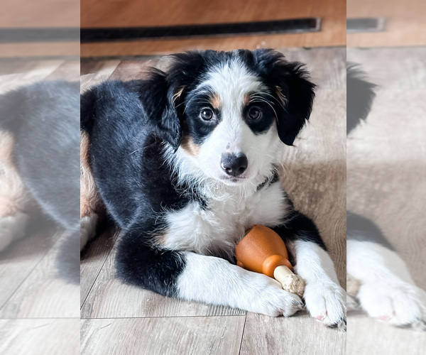 Medium Photo #17 Australian Shepherd-Bernedoodle Mix Puppy For Sale in MELROSE, NY, USA