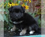 Small Photo #1 Pomeranian Puppy For Sale in LANCASTER, PA, USA