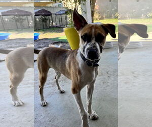 Bogart - Male Mutt Dog for Adoption - Photo #11