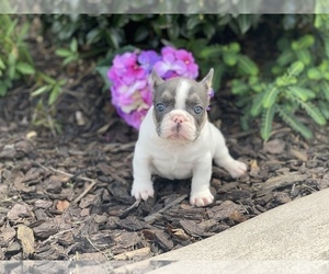French Bulldog Puppy for Sale in FRANKLINTON, Louisiana USA