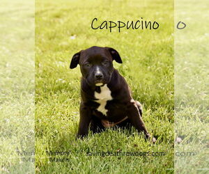 American Pit Bull Terrier-American Staffordshire Terrier Mix Dogs for adoption in Topeka, KS, USA
