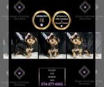 Puppy Tucket F1B Morkie