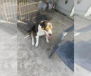 American Staffordshire Terrier-Unknown Mix Dogs for adoption in San Antonio, TX, USA