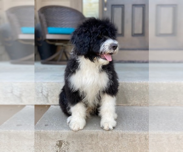 Medium Photo #2 Portuguese Water Dog Puppy For Sale in BALDWIN, KS, USA
