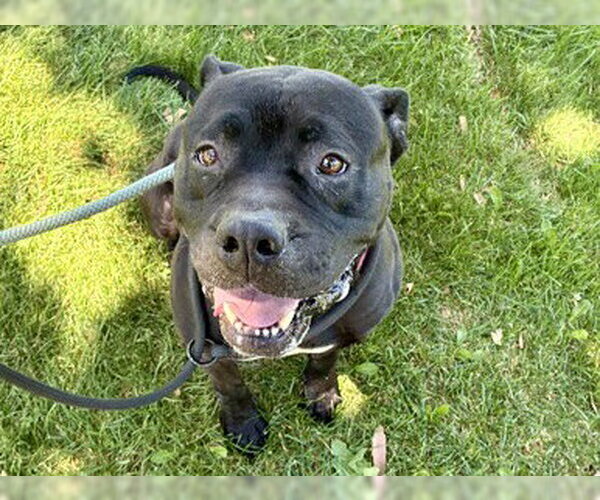 Medium Photo #5 Mutt Puppy For Sale in Martinez, CA, USA