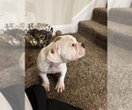 Small Photo #4 American Bulldog Puppy For Sale in WAXAHACHIE, TX, USA