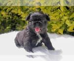Small Photo #50 French Bulldog Puppy For Sale in COLUMBUS, OH, USA