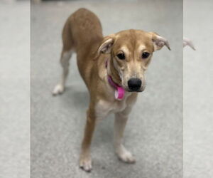 Labrador Retriever-Unknown Mix Dogs for adoption in Fort Collins, CO, USA