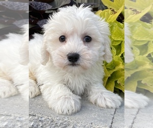 Coton de Tulear Puppy for sale in SENECA FALLS, NY, USA