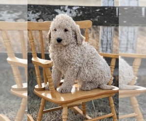 Goldendoodle Puppy for sale in MARYVILLE, MO, USA