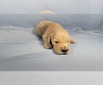 Small #1 Golden Retriever
