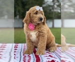 Small Photo #14 Goldendoodle Puppy For Sale in FROSTPROOF, FL, USA