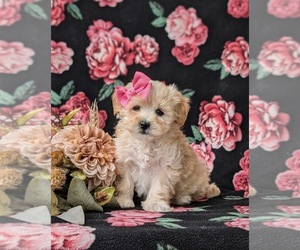 Maltipoo Puppy for sale in ATGLEN, PA, USA