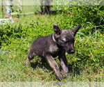 Small #2 German Shepherd Dog