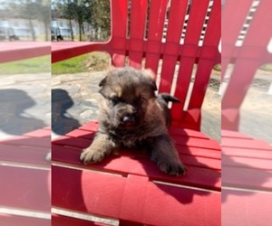 German Shepherd Dog Puppy for sale in SPARTANBURG, SC, USA